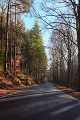 Fototapeta premium road in autumn forest