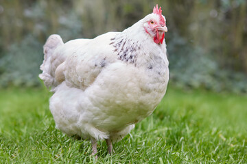 Closeup of white Sussex chicken free range in garden