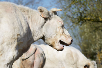 Close up of head of white cow with open mouth