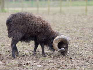 Black male ouessant sheep in meadow in Autumn