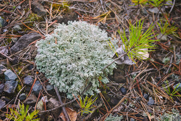Macro shot of the reindeer cup lichen, reindeer lichen or grey reindeer lichen Cladonia rangiferina in the forest.