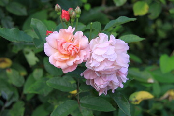 Rose Cornelia