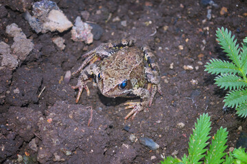 Closeup portrait of a common European brown frog Rana temporaria on the ground.