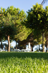 Fototapeta premium Sun loungers in the garden, Algarve