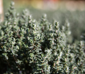 Fresh sprigs of thyme close-up