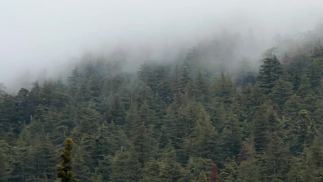 Cedar trees growing in Antalya's mountains and foggy forest landscapes