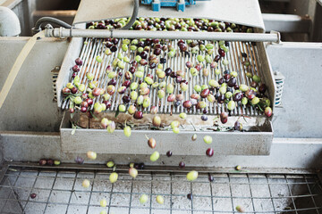 Olive oil production plant. Conveyor belt constantly feeding olives into small scale olive oil mill...