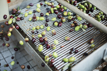 Olive oil production plant. Conveyor belt constantly feeding olives into small scale olive oil mill factory for extracting extra virgin olive oil.