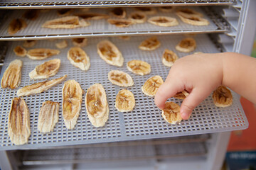 child's hand takes a dried banana from the grid of an electric dehydrator.