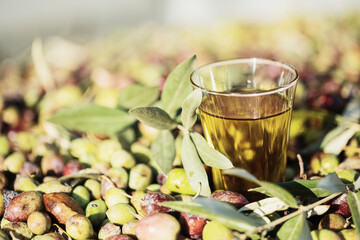 Olive oil bottle and olive oil in glass on old wooden table under olive tree.