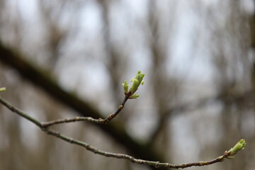 Spring forest atmosphere, first leaves