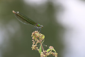 Banded demoiselle (Calopteryx splendens) is a species of damselfly belonging to the family Calopterygidae
