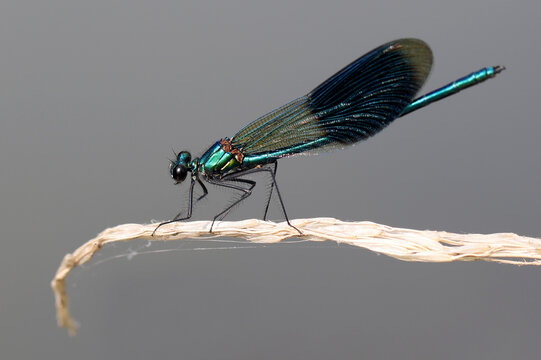 Banded demoiselle (Calopteryx splendens) is a species of damselfly belonging to the family Calopterygidae