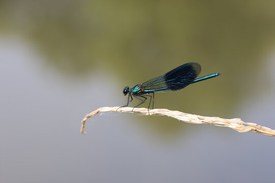 Banded demoiselle (Calopteryx splendens) is a species of damselfly belonging to the family Calopterygidae