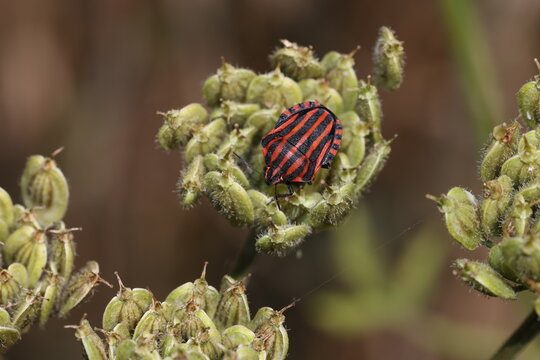 Striped bug (or Italian striped bug) and Minstrel bug (Graphosoma italicum) sitting on plant