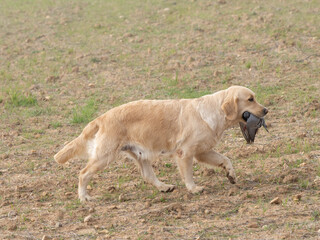 Golden Retriever walking in the field with a dove in his mouth