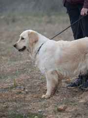 Golden Retriever purebred dog standing on a leash next to his owner