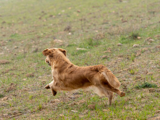 Obraz na płótnie Canvas Purebred dog Golden Retriever running by free in the field
