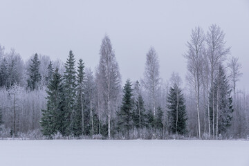 Winter view, frost on trees, countryside landscape