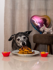 Elderly dog celebrating birthday