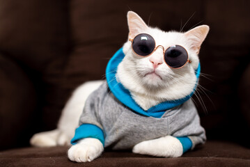 Domestic white cat wearing hoodie and sunglasses