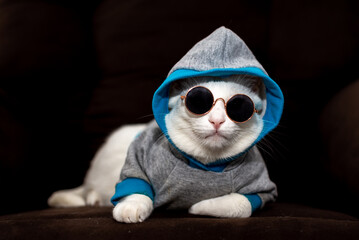 Domestic white cat wearing hoodie and sunglasses