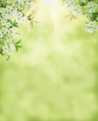 Obraz na płótnie Canvas Spring cherry blossom, sakura flower blooming on springtime. banner for Spring or Summer sale.