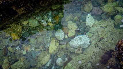 coral reef in the sea