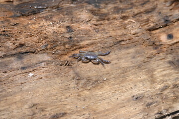 Crab