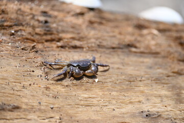 Crab on a log