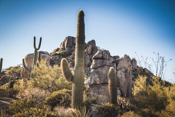 saguaro cactus landscape skyline in scottsdale arizona southwest usa