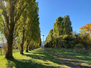 北大ポプラ並木