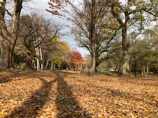 Fototapeta premium 秋の公園