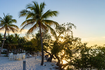 palm trees on the beach at sunset