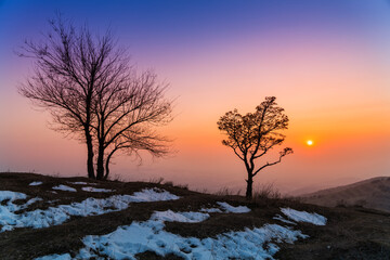 Tree silhouette on the bright colorful sunset .