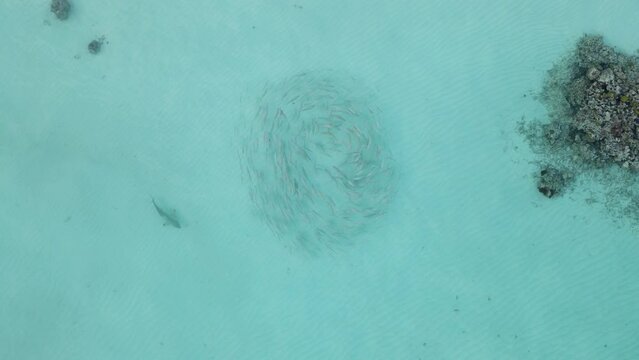 Aerial view school of fish with sharks