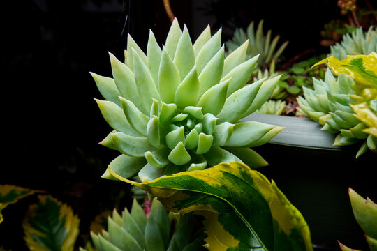 dudleya succulenta. macro photo of green plant taken with flash and black background. detail photo of succulent plant in the garden. green ornamental plant with pointed petals.