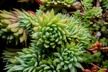 detail shot of succulent plant in the garden. ornamental green plant with pointed petals. macro photo of plant taken with flash and black background. dudleya succulenta. banana plant in the garden