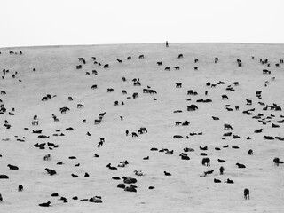 Flock of sheep
