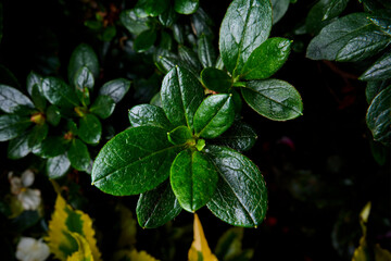 small green leaves in the shape of clover. macro photograph of small plants with black background and flash light. close-up of a group of common leaves in a garden.