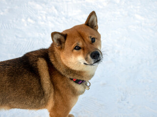 Japanese red coat dog is in winter forest. Portrait of beautiful Shiba inu male standing in the forest on the snow and trees background. High quality photo. Walk in winter