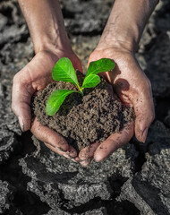 Female hands holding tree growing on cracked earth,environmental problems,love nature,growing tree on crack ground