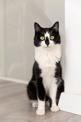 Obraz premium A cute black and white cat sits near a white wall