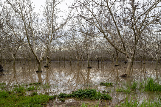 Panoramic view a flooded orchard  in the winter of 2023, Davis, California, USA, featuring underwater tree trunks