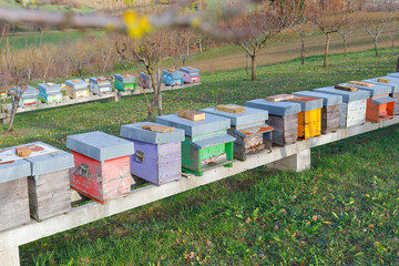 Honey production, wooden beehives