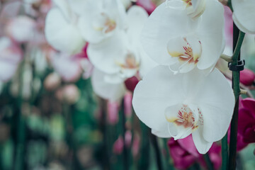 Close up petals floral greeting card pink orchid