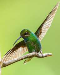 White-tailed Sabrewing