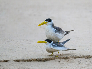 Large-billed Terns mating on river's sandbar in Pantanal, Brazil