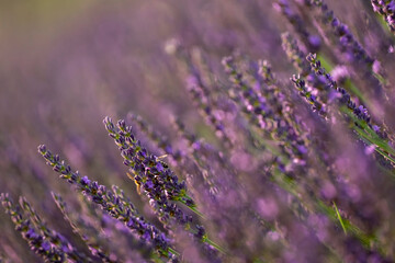 lavender in the region of Provence . Soft focus 