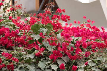 Flores moradas hermosas